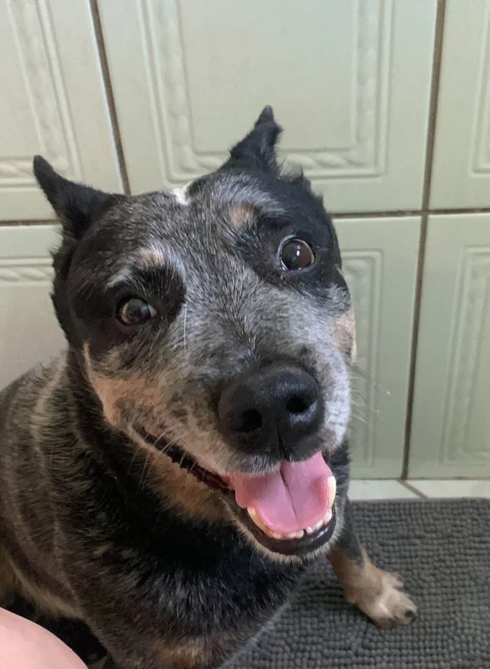 Cachorro ra a Setter idade 6 ou mais anos nome APOLLO