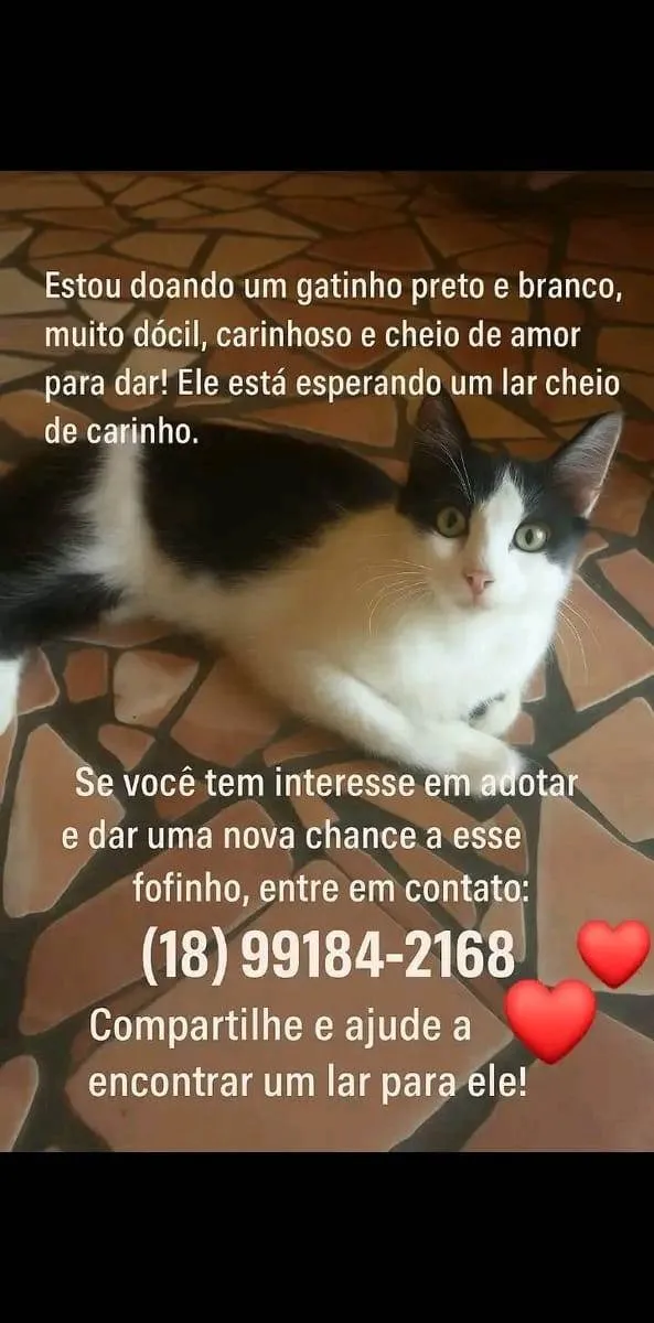 Gato ra a SRD-ViraLata idade 1 ano nome Nao tem um nome 