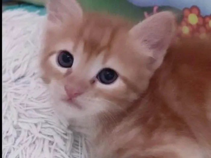 Gato ra a SRD-ViraLata idade 2 a 6 meses nome Pingo 
