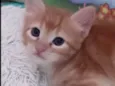 Pingo