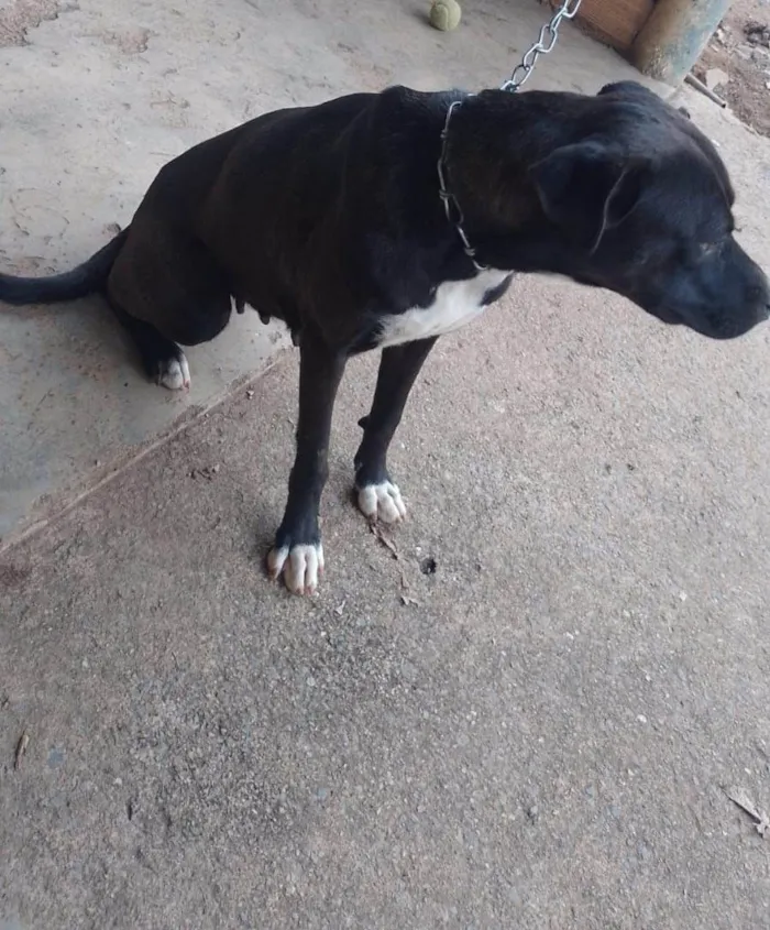 Cachorro ra a SRD-ViraLata idade 2 anos nome Pandora 