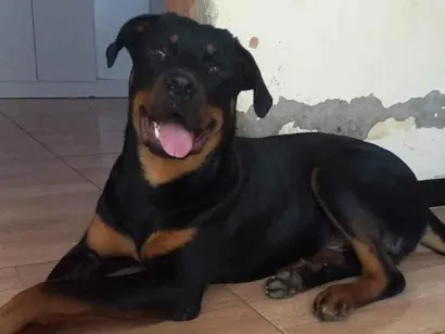 Cachorro raça Rottweiler idade 2 anos nome Andrezia balbino 