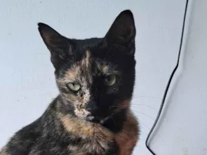 Gato raça SRD-ViraLata idade 2 anos nome RAQUEL