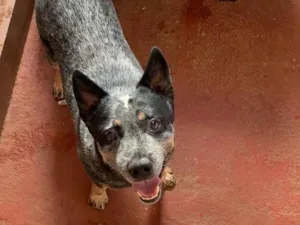 Cachorro raça Setter idade 6 ou mais anos nome APOLLO