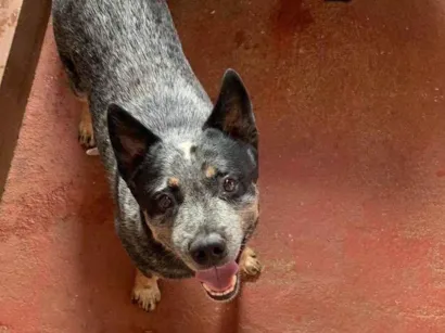 Cachorro raça Setter idade 6 ou mais anos nome APOLLO