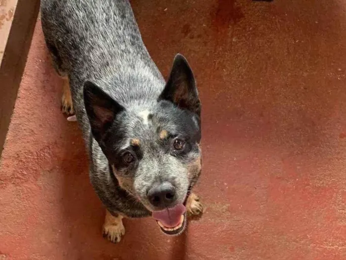 Cachorro ra a Setter idade 6 ou mais anos nome APOLLO