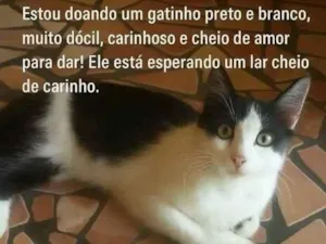 Gato raça SRD-ViraLata idade 1 ano nome Nao tem um nome 