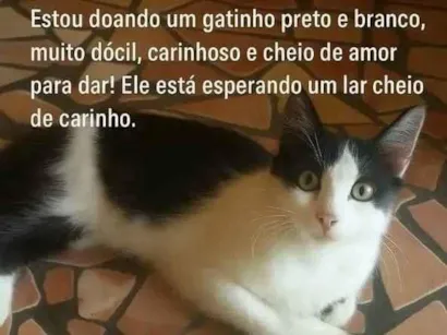 Gato raça SRD-ViraLata idade 1 ano nome Nao tem um nome 