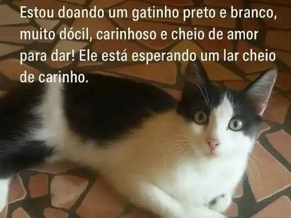 Gato ra a SRD-ViraLata idade 1 ano nome Nao tem um nome 