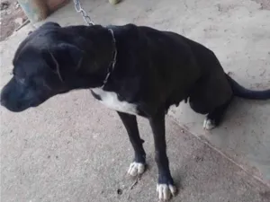 Cachorro raça SRD-ViraLata idade 2 anos nome Pandora 