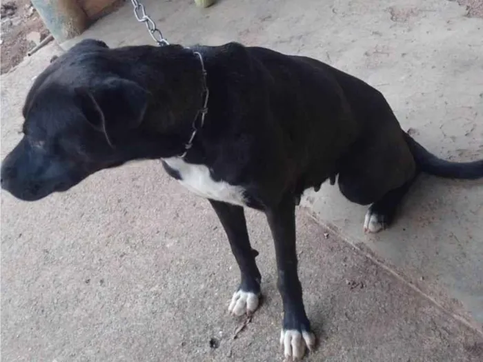 Cachorro ra a SRD-ViraLata idade 2 anos nome Pandora 