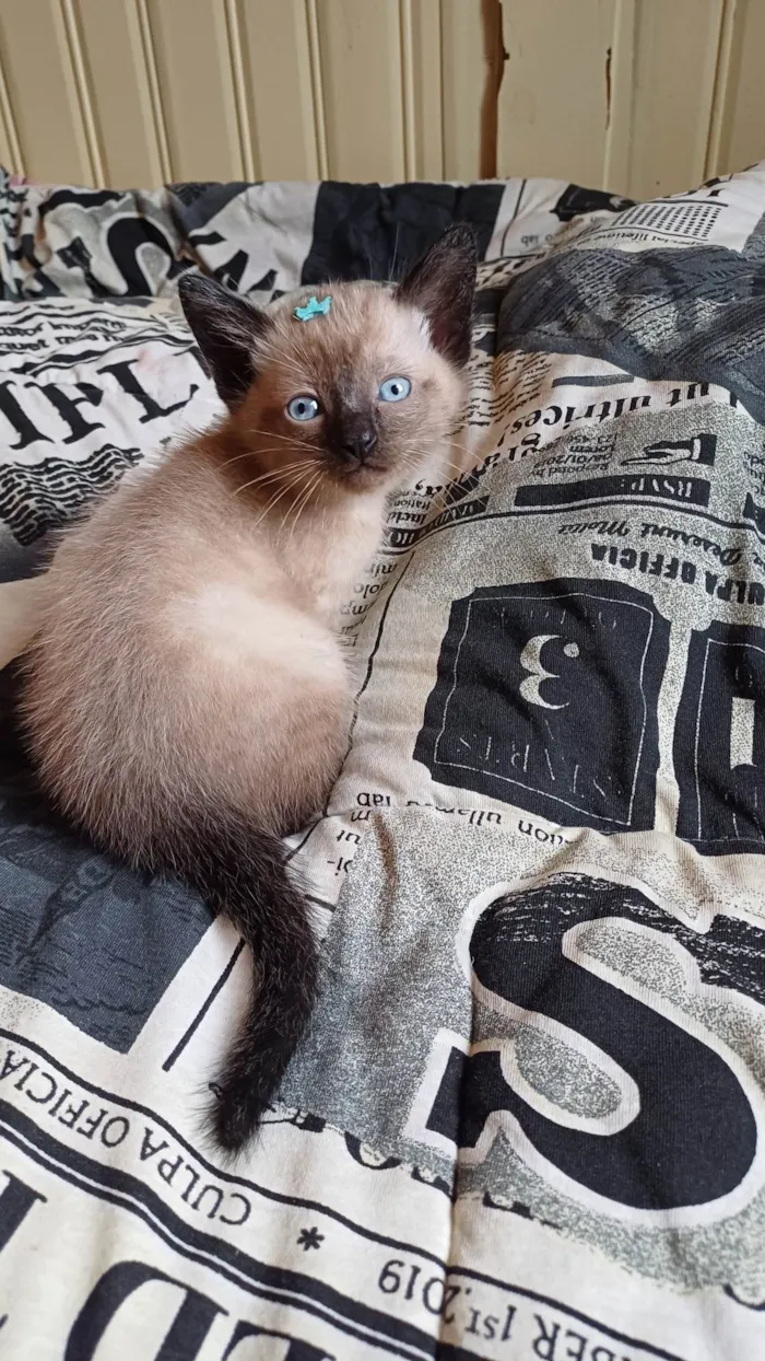 Gato ra a Siamês idade Abaixo de 2 meses nome Siames puro adocao