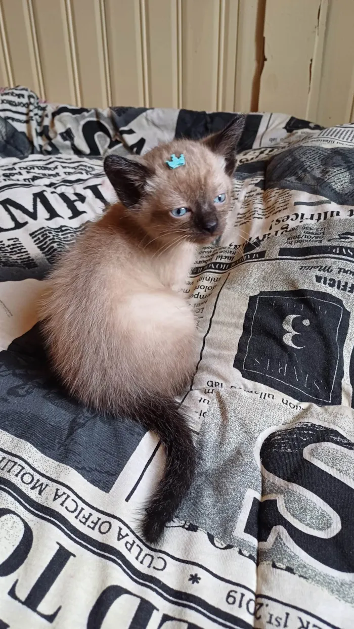 Gato ra a Siamês idade Abaixo de 2 meses nome Siames puro adocao
