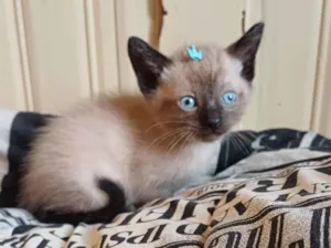 Gato raça Siamês idade Abaixo de 2 meses nome Siames puro adocao