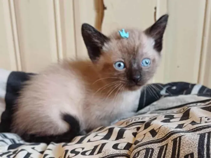 Gato ra a Siamês idade Abaixo de 2 meses nome Siames puro adocao