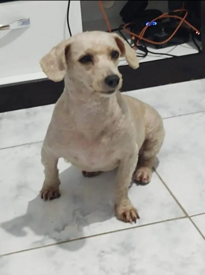 Cachorro ra a SRD-ViraLata idade 6 ou mais anos nome Meg
