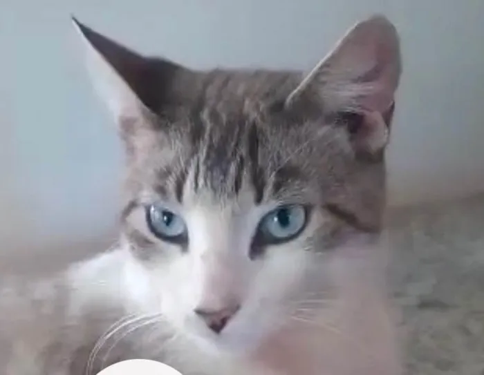 Gato ra a SRD-ViraLata idade 2 a 6 meses nome Blue 