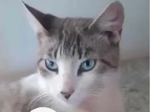 Gato raça SRD-ViraLata idade 2 a 6 meses nome Blue 