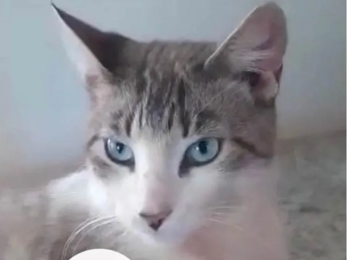 Gato ra a SRD-ViraLata idade 2 a 6 meses nome Blue 
