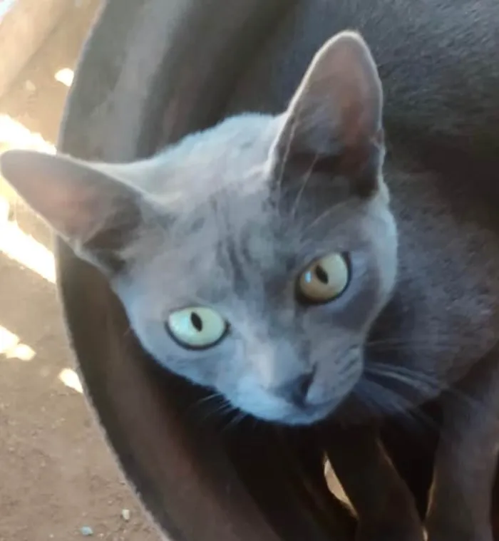 Gato ra a SRD-ViraLata idade 2 a 6 meses nome Júlio 