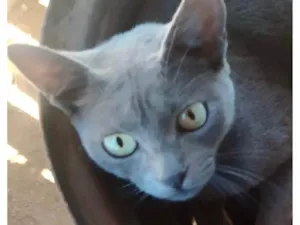 Gato raça SRD-ViraLata idade 2 a 6 meses nome Júlio 