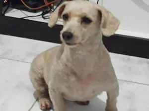 Cachorro raça SRD-ViraLata idade 6 ou mais anos nome Meg