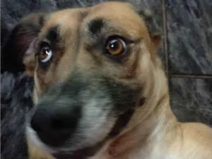 Cachorro raça SRD-ViraLata idade 4 anos nome Ravena 