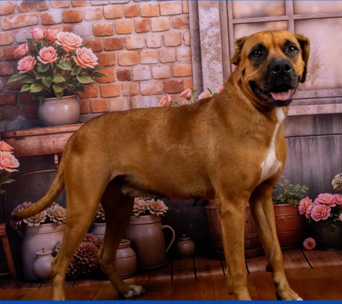 Cachorro ra a SRD-ViraLata idade 4 anos nome Meredith 