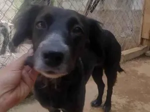 Cachorro raça SRD-ViraLata idade 3 anos nome Jade