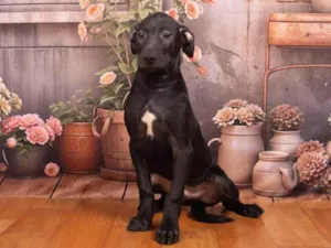 Cachorro raça SRD-ViraLata idade 2 a 6 meses nome Bento 