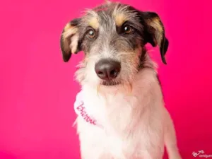 Cachorro raça SRD-ViraLata idade 1 ano nome Nina 