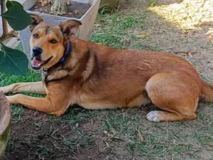 Cachorro raça SRD-ViraLata idade 4 anos nome Marley 