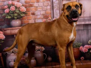Cachorro raça SRD-ViraLata idade 4 anos nome Meredith 