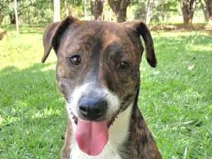 Cachorro raça SRD-ViraLata idade 2 anos nome Zeus 
