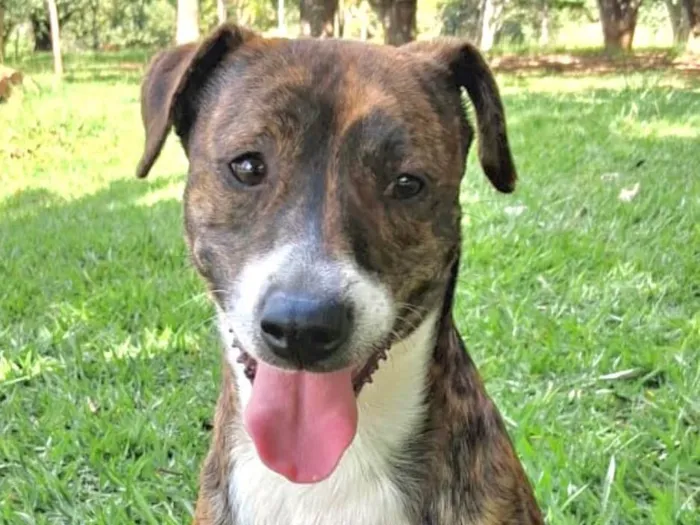 Cachorro ra a SRD-ViraLata idade 2 anos nome Zeus 