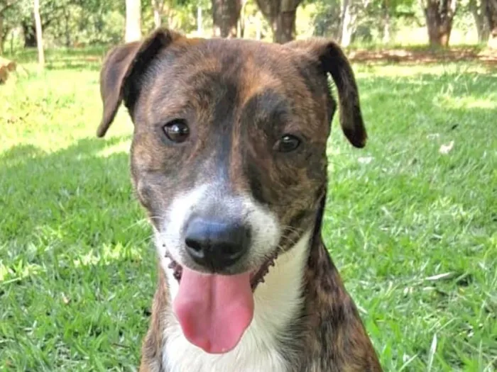 Cachorro ra a SRD-ViraLata idade 2 anos nome Zeus 