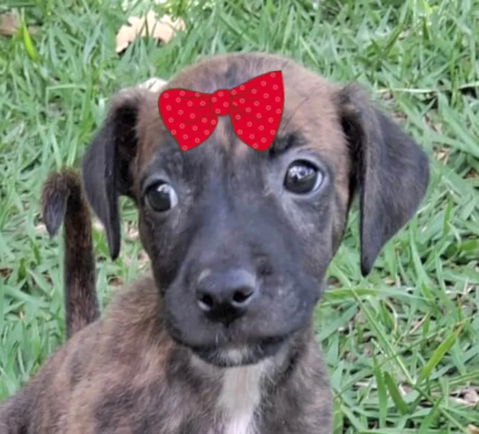 Cachorro ra a SRD-ViraLata idade Abaixo de 2 meses nome Suzi 