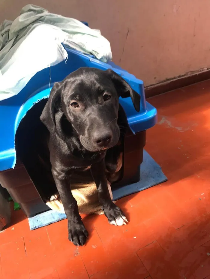 Cachorro ra a SRD-ViraLata idade 2 a 6 meses nome Luck 