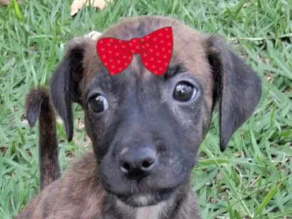 Cachorro raça SRD-ViraLata idade Abaixo de 2 meses nome Suzi 