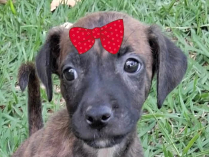 Cachorro ra a SRD-ViraLata idade Abaixo de 2 meses nome Suzi 