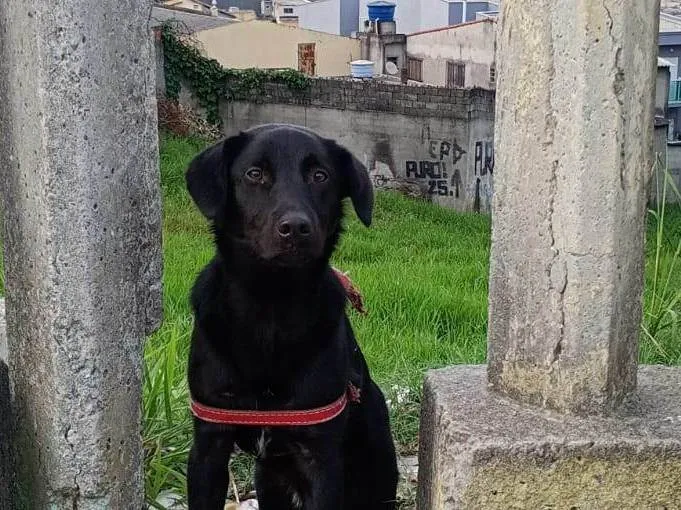 Cachorro ra a SRD-ViraLata idade 7 a 11 meses nome Venom 