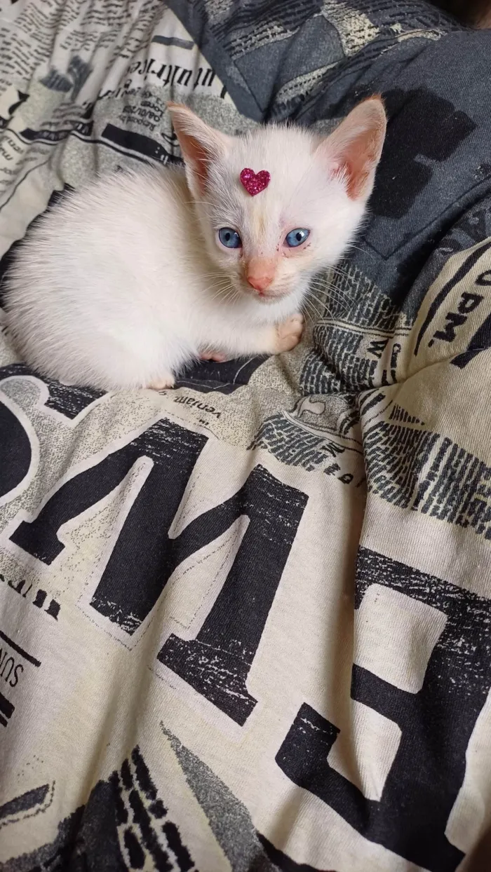 Gato ra a Siamês idade Abaixo de 2 meses nome Siamesa branca adocao