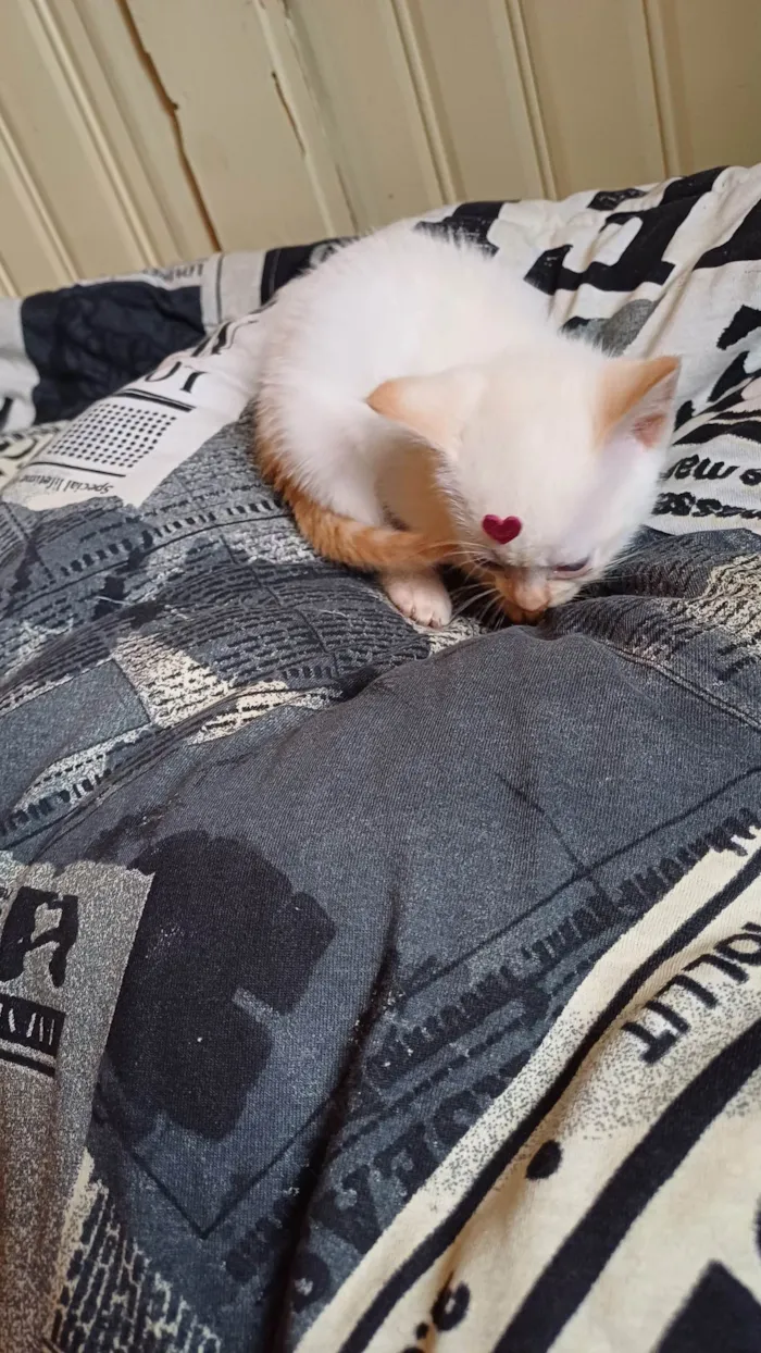 Gato ra a Siamês idade Abaixo de 2 meses nome Siamesa branca adocao