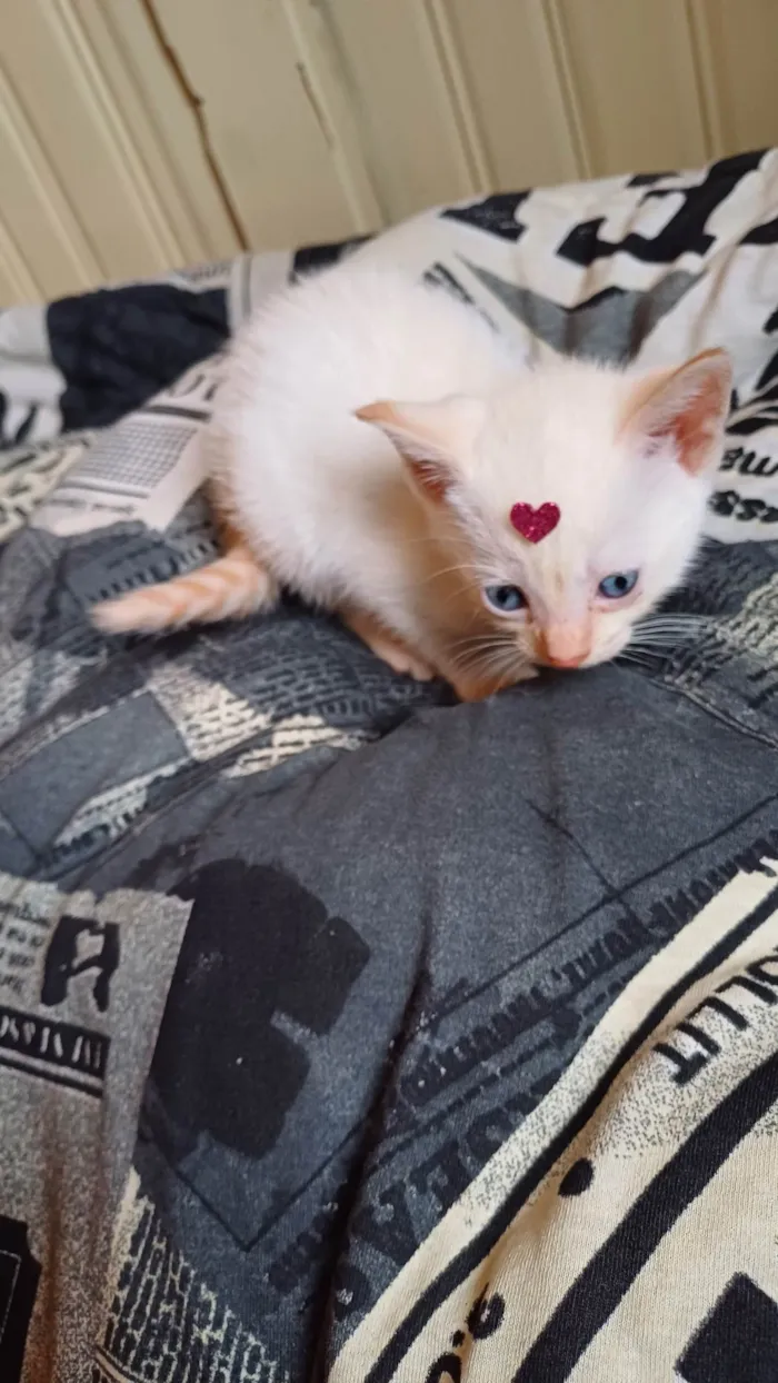 Gato ra a Siamês idade Abaixo de 2 meses nome Siamesa branca adocao