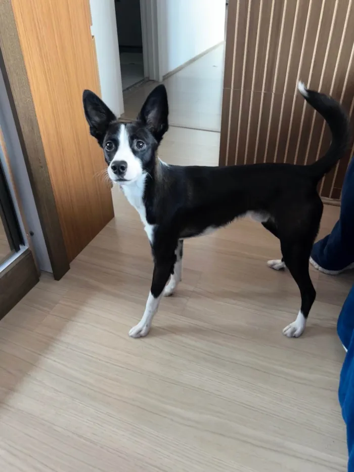 Cachorro ra a SRD-ViraLata idade 1 ano nome Panda