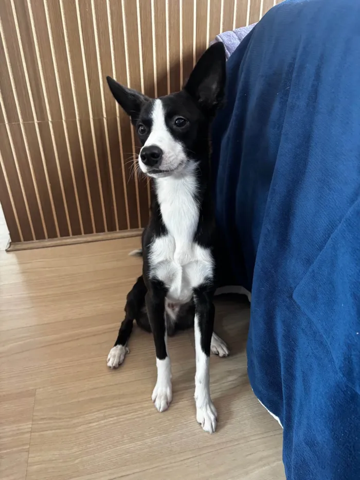 Cachorro ra a SRD-ViraLata idade 1 ano nome Panda