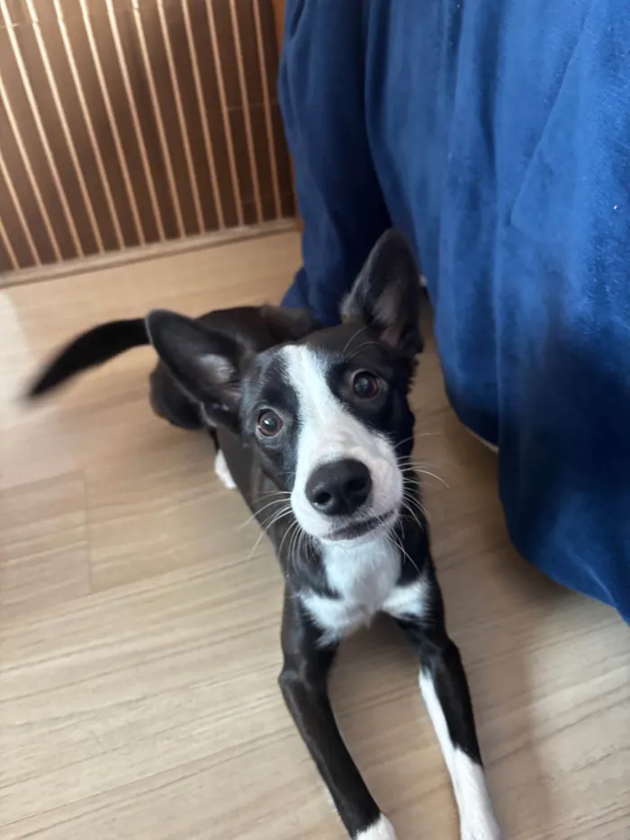 Cachorro ra a SRD-ViraLata idade 1 ano nome Panda