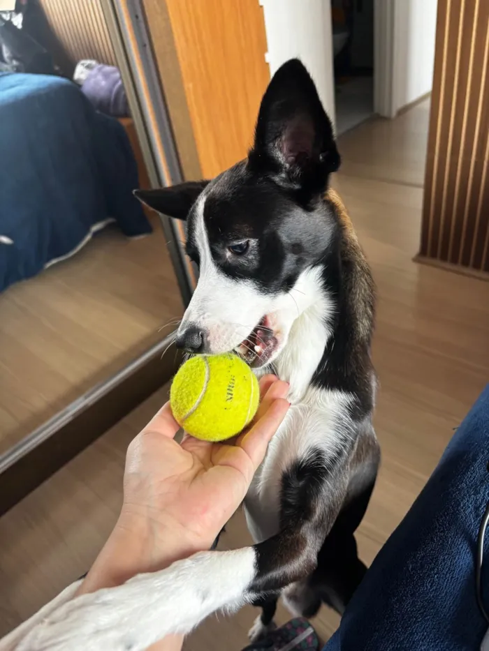 Cachorro ra a SRD-ViraLata idade 1 ano nome Panda