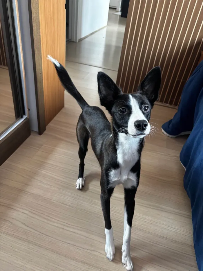 Cachorro ra a SRD-ViraLata idade 1 ano nome Panda