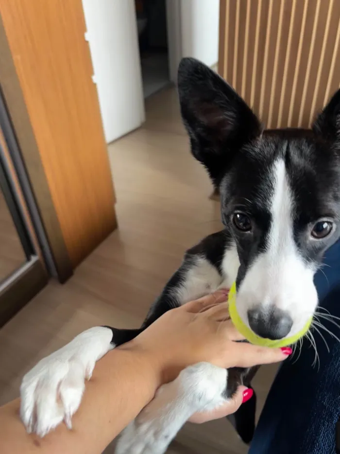 Cachorro ra a SRD-ViraLata idade 1 ano nome Panda
